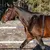 POLAR EQUINE DIRžAS žIRGUI, 725882050515