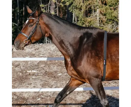 POLAR EQUINE DIRžAS žIRGUI, 725882050515